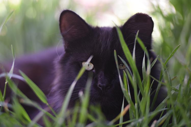 Medium-haired black community cat (feral cat) hiding behind some grass