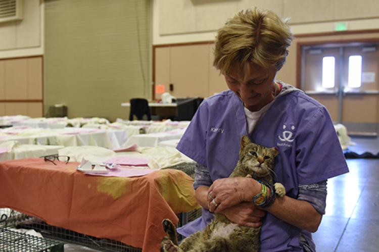 Veterinarian wearing scrubs holding a brown tabby cat, surrounded by sheet covered humane traps