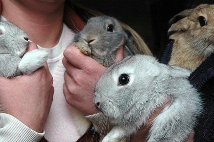 Holding baby bunnies