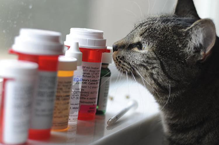 Photo of a cat with some prescription pill bottles