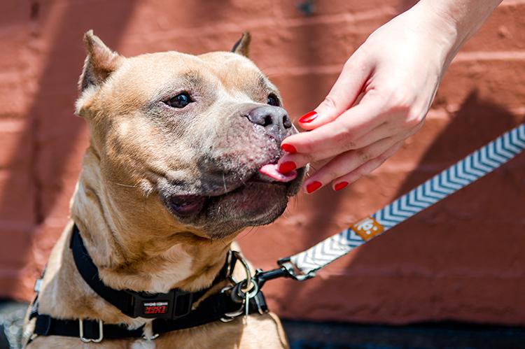 dog receiving a treat from a person's hand as they practicing dog training proofing
