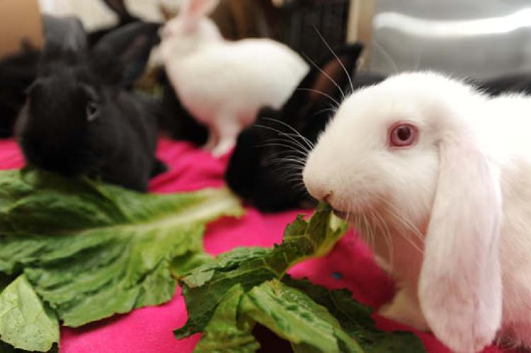 black and white pet rabbits eating fresh greens near a litter box