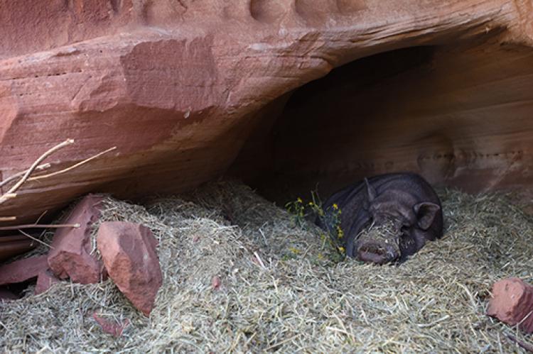 a healthy potbellied pig resting in a cave on some hay
