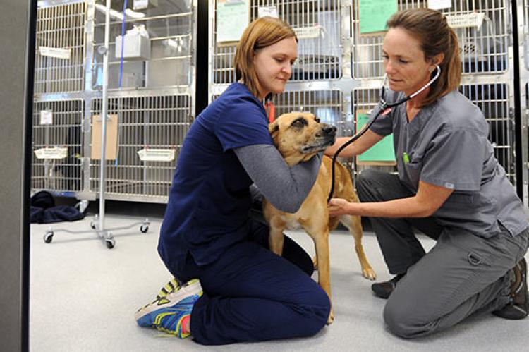 Dog being handled by a vet tech while being examined by a veterinarian