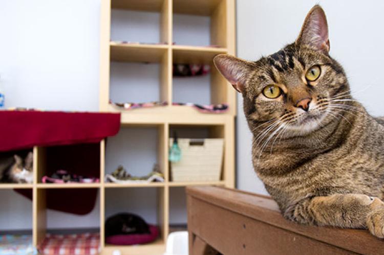 Brown tabby cat used to display aggression towards people, but has been rehabilitated.