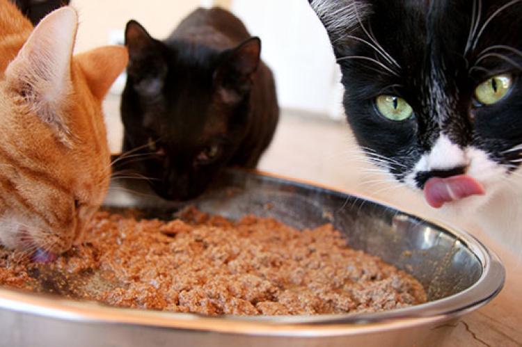 Three cats eating wet food from a bowl