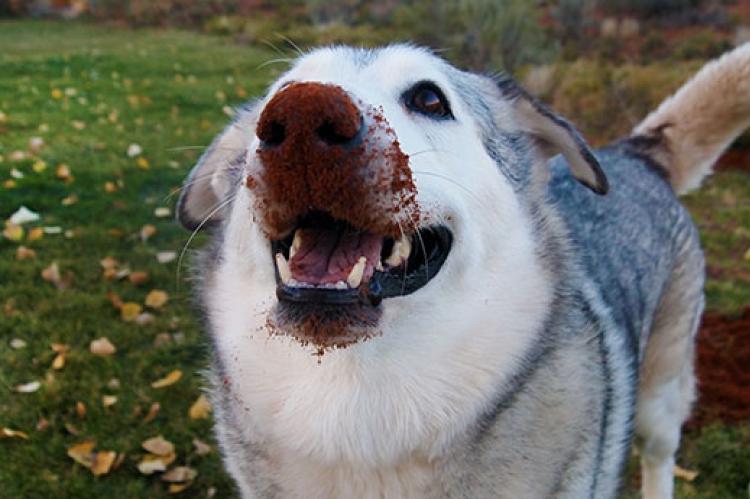 Big dog with dirt on her nose from digging