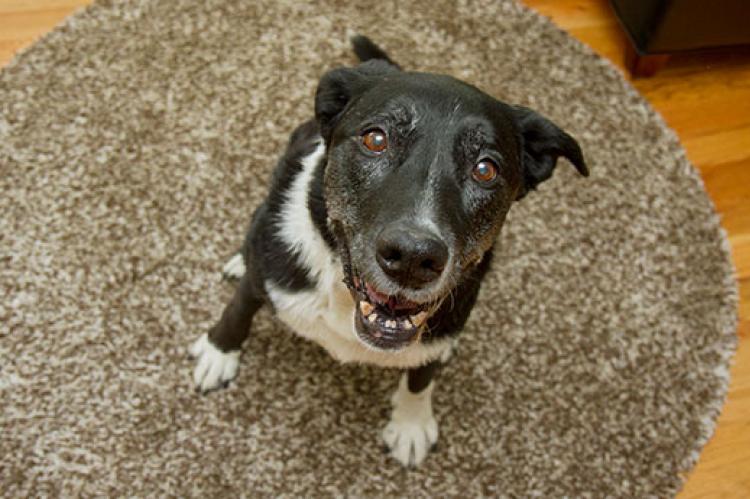 What you feed your dog is important to his overall health. This dog's person is considering changing his diet to a specially formulated food for senior dogs.