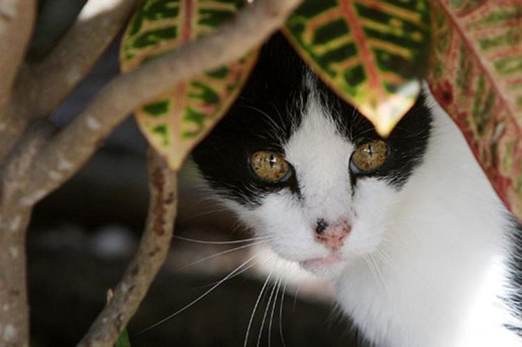 Black-and-white feral cat to be humanely trapped for TNR and then returned to his outdoor colony