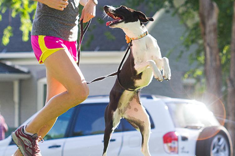 Running with your dog is just one of a multitude of fun things to do with your dog