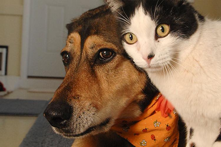 This dog and cat have been introduced properly and are getting along very well.
