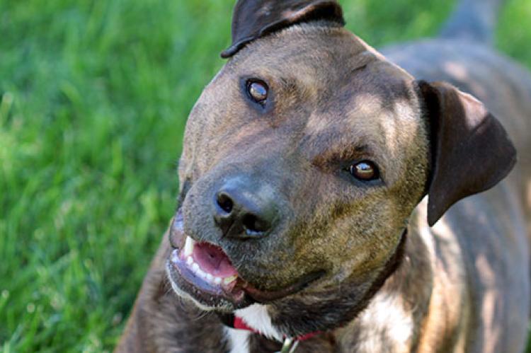Pitbull mix dog. Pet-liability insurance is important for all dog owners, regardless of the breed of dog they have.