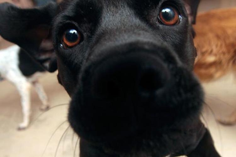 close-up of a black dog's nose