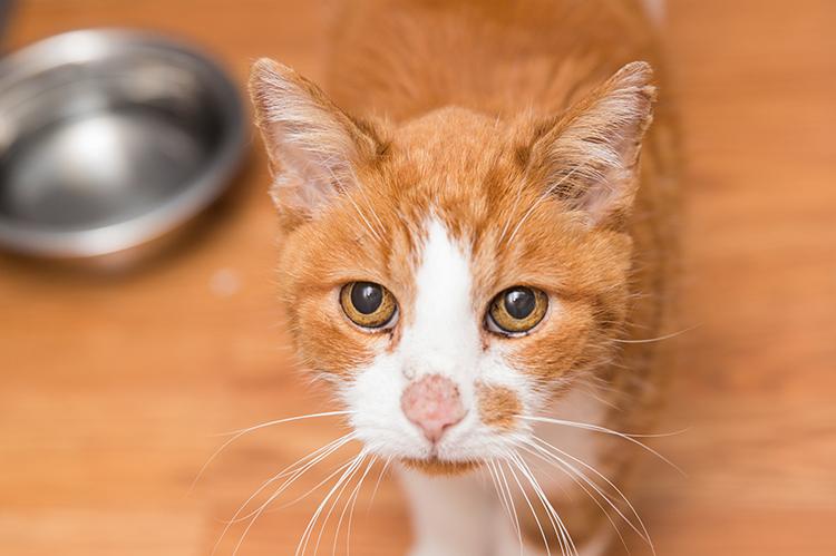 Senior orange tabby-and-white cat looking up next to a food bowl
