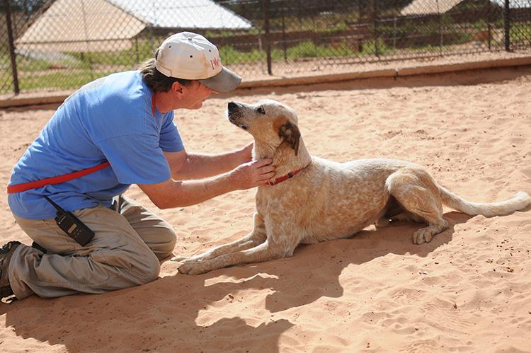 Man teaching dog training commands to this senior dog