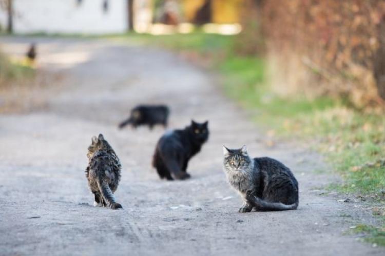 multiple community cats outdoors amid wildlife