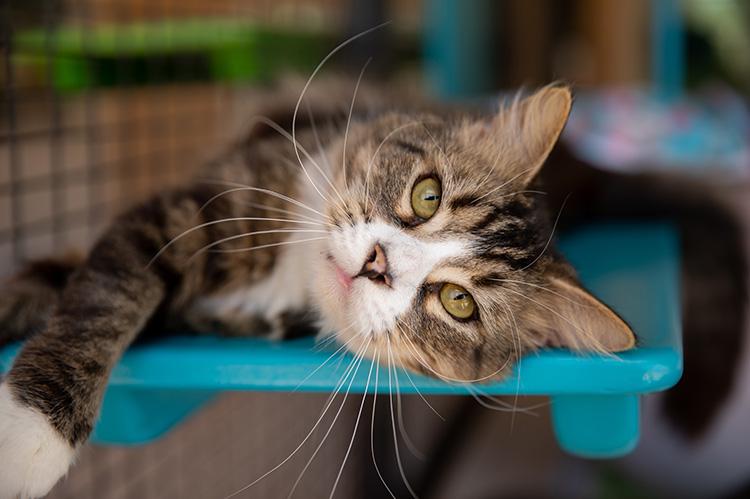 Rico, a tabby cat who is feline leukemia virus (FeLV) positive, lying on his side on a blue shelf