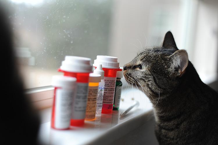 Tabby cat sniffing medication bottles on a windowsill