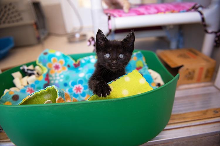 Black kitten in a green plastic tub filled with blankets