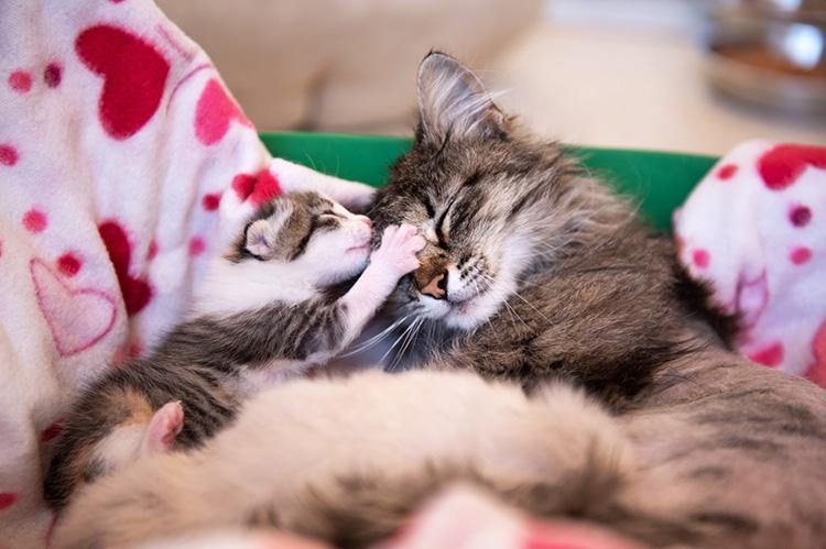 Mama cat snuggling with her kitten (whos paw is on her head) on a blanket with hearts