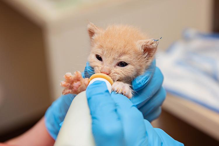 Person wearing gloves bottle holding and feeding a neonatal cream-colored kitten