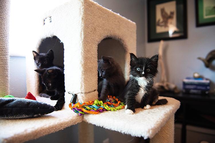 Four kittens in a cat tree, three looking to the side and one looking at the camera