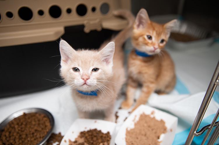 Two kittens with a variety of three different types of solid food in trays in front of them