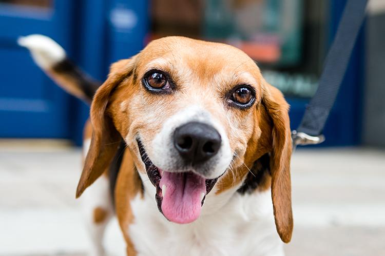 A smiling beagle whose tongue is out