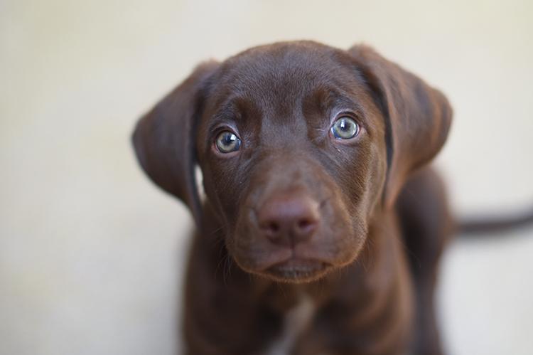 Small brown puppy looking up at the camera