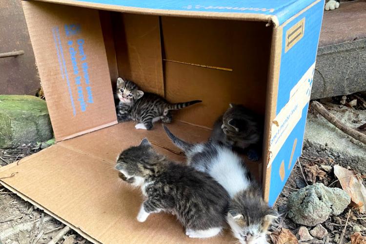 Cardboard box on its side with a litter of kittens in it