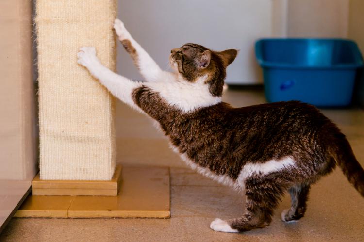 Brown tabby and white cat stretching up to scratch on a tall sisal scratching post