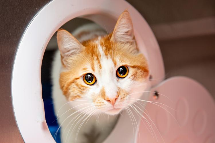 Orange and white cat looking through a circular opening