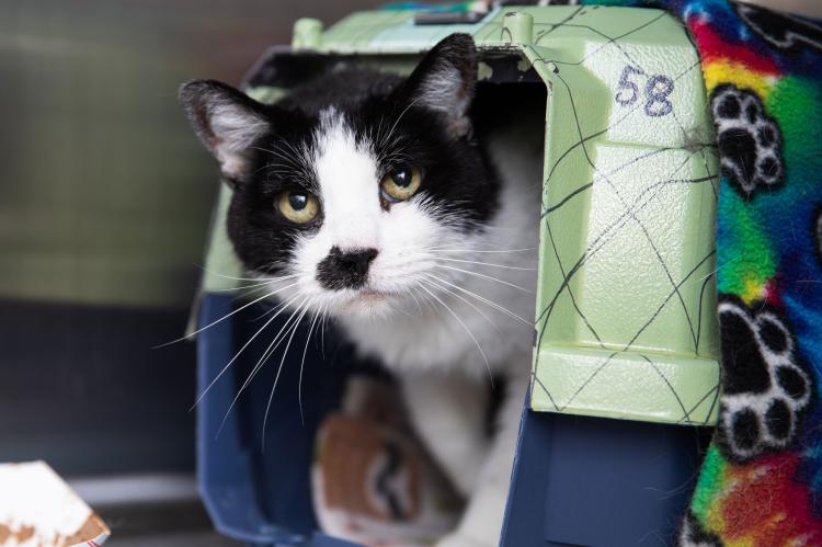 Black and white cat peeking his head out of a carrier