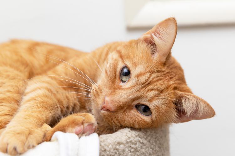 Orange tabby cat lying on his side on a cat tree
