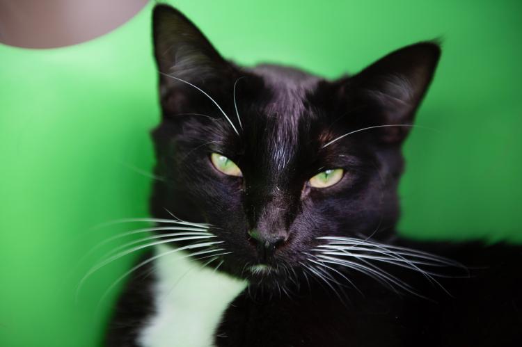 Black and white cat with eyes half closed in front of a green background