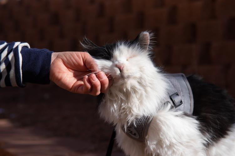 Person's hand scratching the side of a cat's face