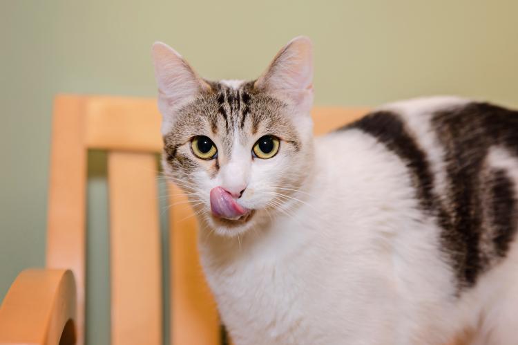 Tabby and white cat licking her lips