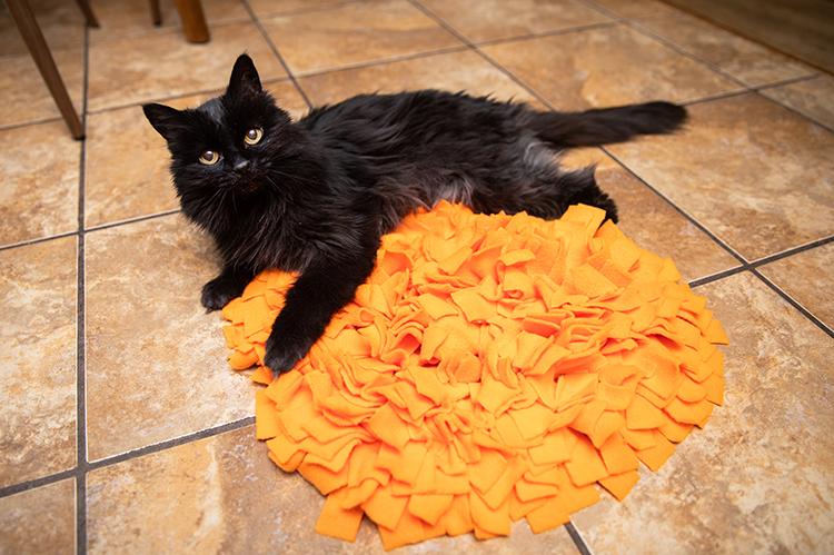 Black cat lying next to an orange foraging mat
