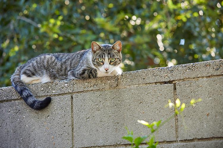 Tabby and white community cat lying on a fence with trees behind him