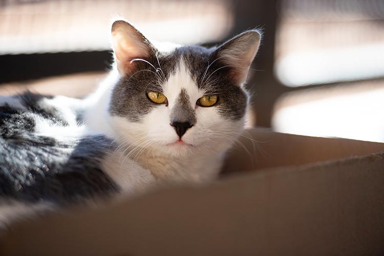 Gray and white cat lying in a cardboard box