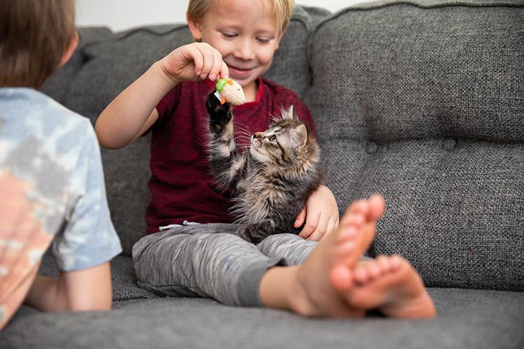 Tabby foster kitten playing with a toy being held by a child sitting on a couch