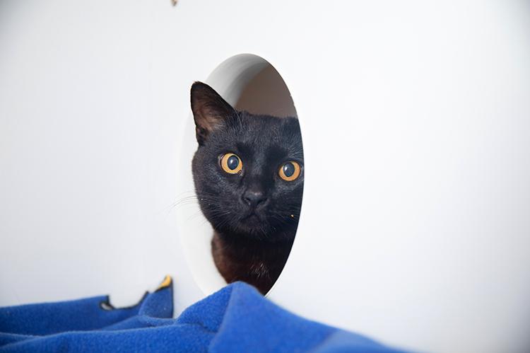 Black cat peeking head out of a hole in an enclosed bin