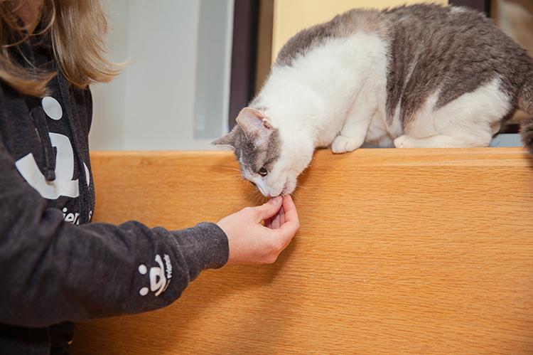 Person's hand holding a treat for a tabby and white cat