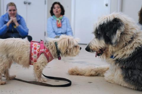 Two shelter dogs receiving dog socialization training