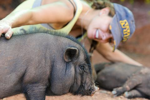 a person with their hand on their pet potbellied pig