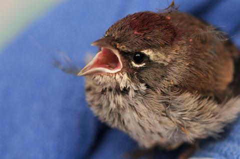 Injured bird who has been receiving care from a licensed wildlife rehabilitator