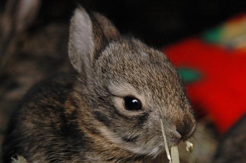 Baby cottontail rabbit at wildlife rehabilitation center