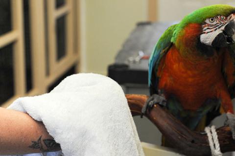 Person trying to get a parrot to step up using a towel