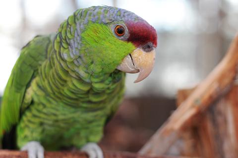 Parrot who lives in a bird-proofed home