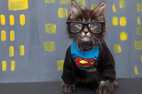 Tabby kitten dressed up as Clark Kent (Batman)